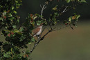 Red-backed Shrike - Micky Maher.