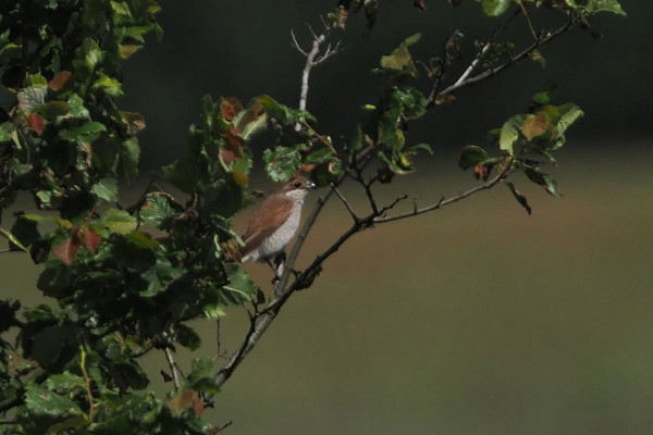 Bird sightings Thursday, 19 June 2025