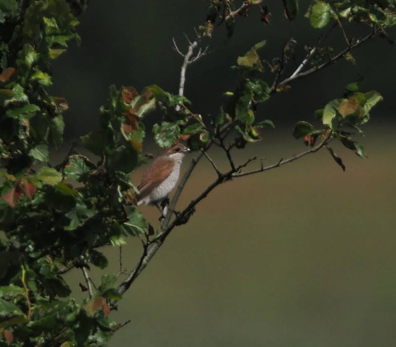 Red-backed Shrike - Micky Maher.