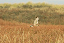 Short-reared Owl - Mark Pearson.