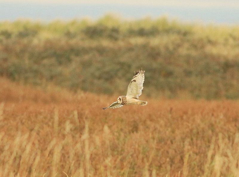 Short-reared Owl - Mark Pearson.