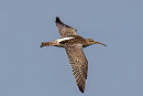 Whimbrel - Martin Roper.