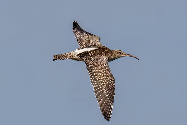 Whimbrel - Martin Roper.