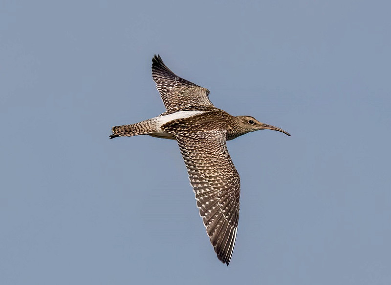 Whimbrel - Martin Roper.