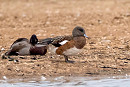 American Wigeon - Martin Roper. This bird was found at Kilnsea wetlands on 23rd and presumably the same bird found in the same location last year on 24th when it lingered moulting out of eclipse into full adult plumage.