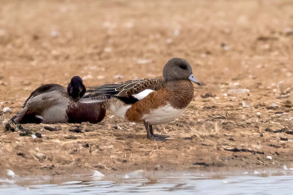 American Wigeon - Martin Roper. This bird was found at Kilnsea wetlands on 23rd and presumably the same bird found in the same location last year on 24th when it lingered moulting out of eclipse into full adult plumage.