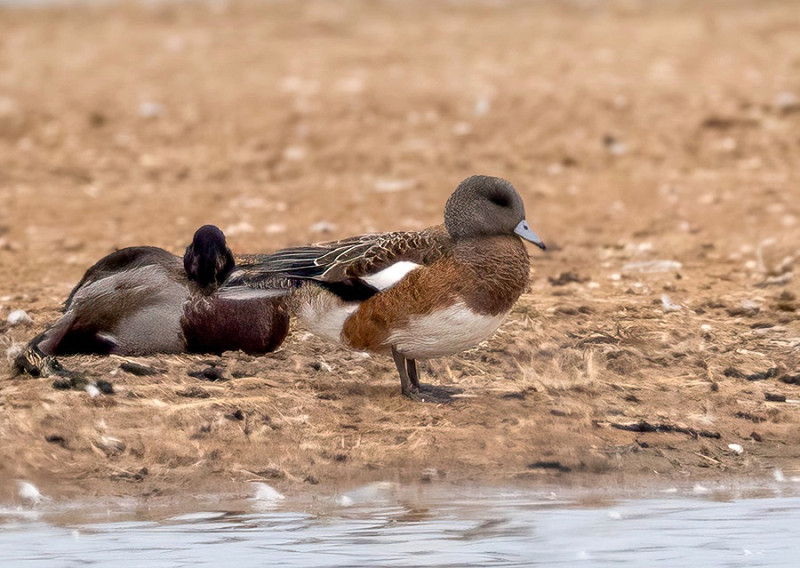 American Wigeon - Martin Roper. This bird was found at Kilnsea wetlands on 23rd and presumably the same bird found in the same location last year on 24th when it lingered moulting out of eclipse into full adult plumage.