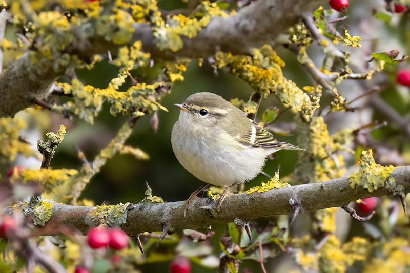 Yellow-browed Warbler - Martin Roper.