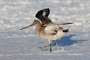 Black-tailed Godwit  - Martin Standley.