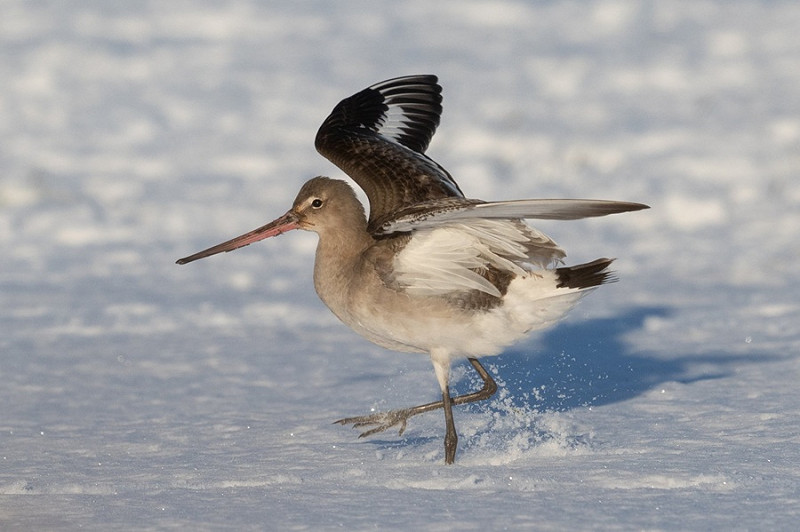 Black-tailed Godwit  - Martin Standley.