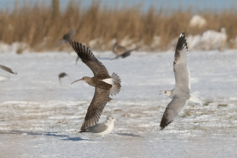 Curlew with Common Gull - Martin Standley.