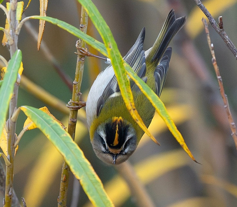 Firecrest - Martin Standley.