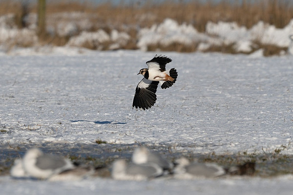 Lapwing - Martin Standley.