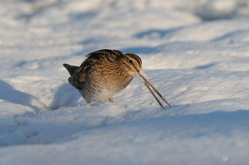 Snipe - Martin Standley.