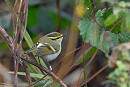 Pallas's Warbler - Martin Standley.