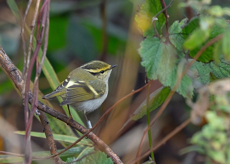 Pallas's Warbler - Martin Standley.