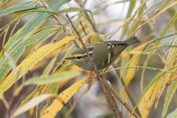Pallas's Warbler - Martin Standley.