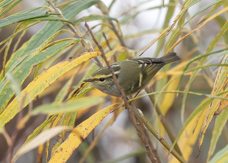Pallas's Warbler - Martin Standley.
