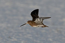 Snipe - Martin Standley.