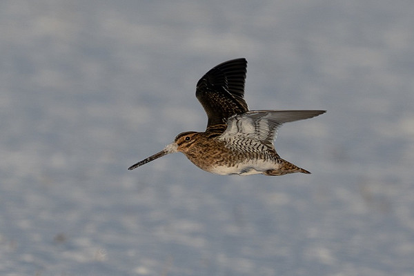 Snipe - Martin Standley.