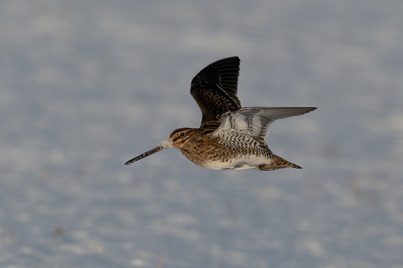 Snipe - Martin Standley.