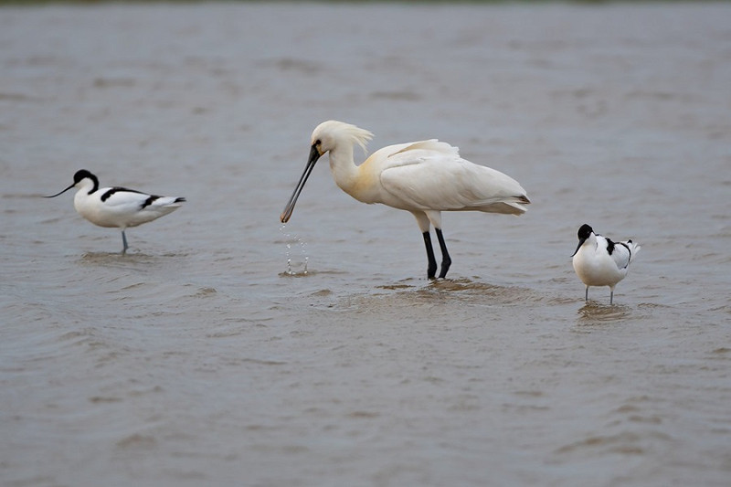Spoonbill with Avocets - Martin Standley.