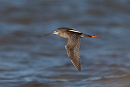 Spotted Redshank - Martin Standley.