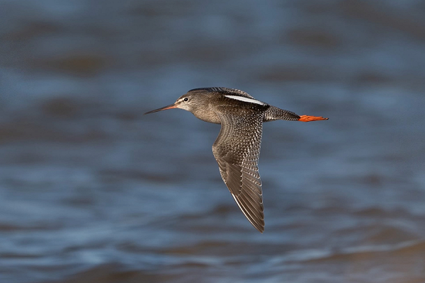Spotted Redshank - Martin Standley.