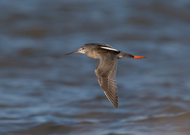 Spotted Redshank - Martin Standley.