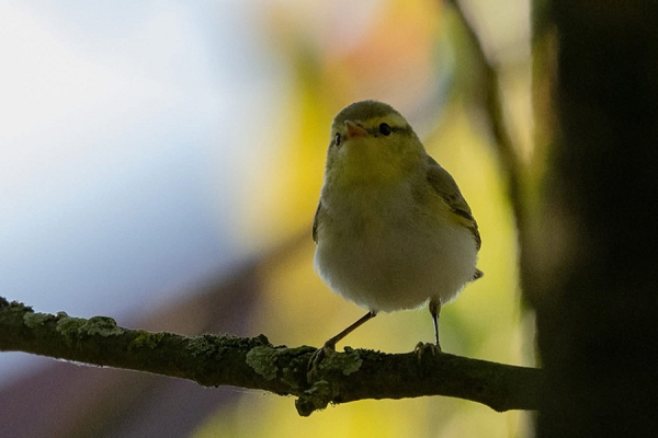Wood Warbler - Martin Standley.