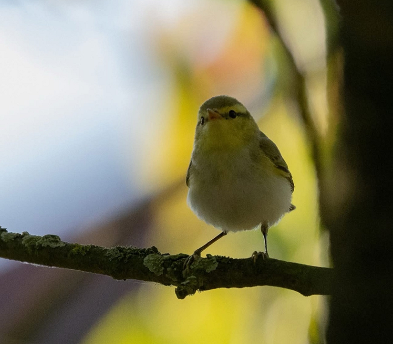 Wood Warbler - Martin Standley.