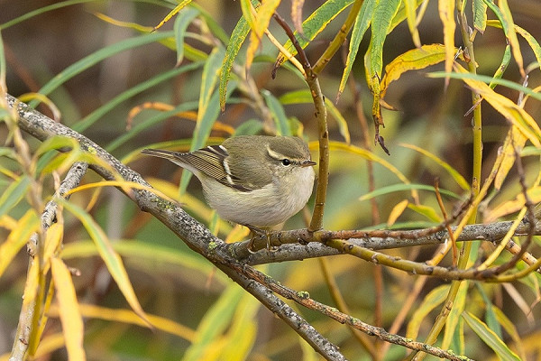 Bird sightings Saturday, 08 November 2025