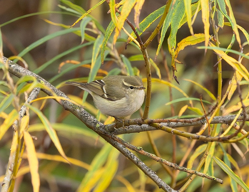 Yellow-browed Warbler - Martin Standley.