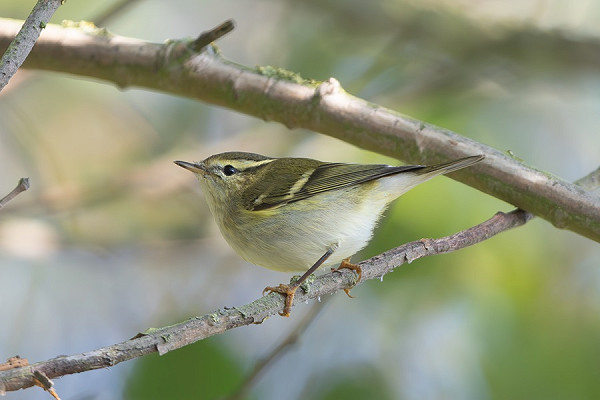 Yellow-browed Warbler - Martin Standley.