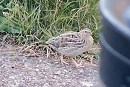 Quail _ Mick Turton. From a video grab.