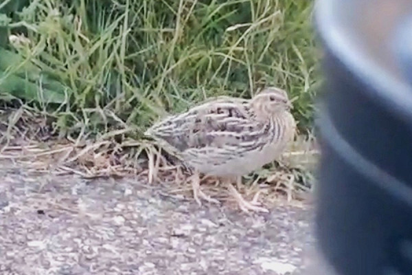 Bird sightings Friday, 24 July 2026