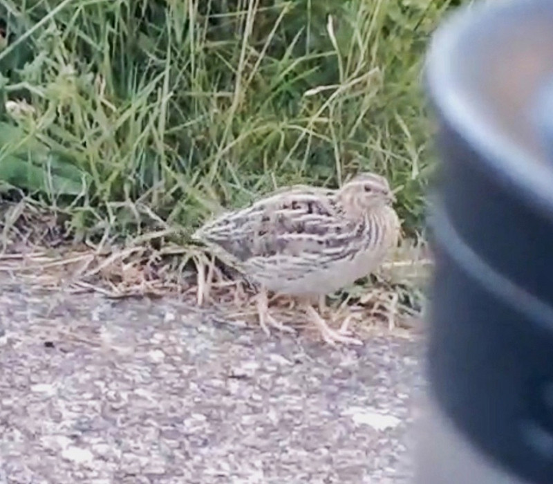 Quail _ Mick Turton. From a video grab.