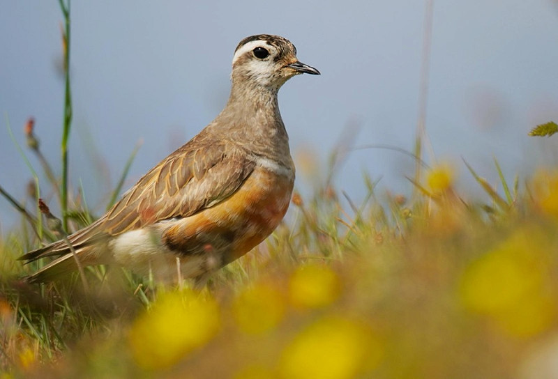 Dotterel - Nathanael Poffley.