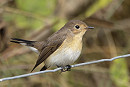 Red-breasted Flycatcher - Nathaniel Dargue.