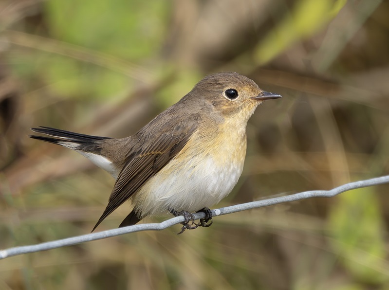 Red-breasted Flycatcher - Nathaniel Dargue.