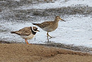 Pectoral Sandpiper and Ringed Plover - Neil Hunt.