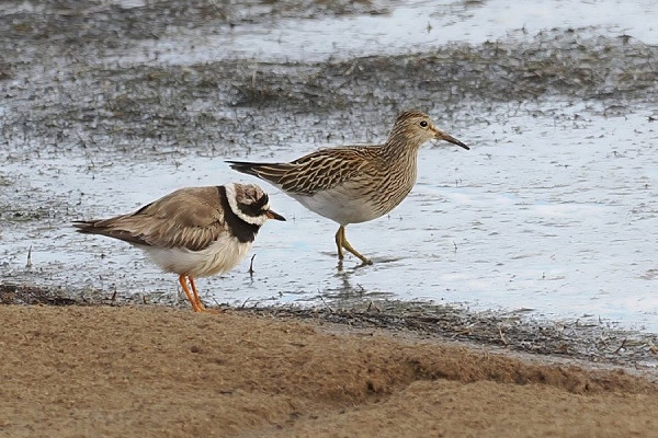 Pectoral Sandpiper and Ringed Plover - Neil Hunt.