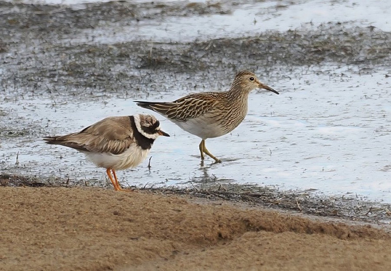 Pectoral Sandpiper and Ringed Plover - Neil Hunt.