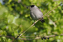Blackcap - Neil Hunt.
