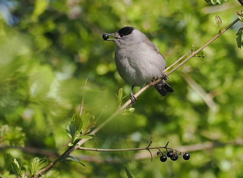 Blackcap - Neil Hunt.