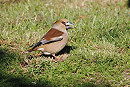 Hawfinch - Neil Hunt.