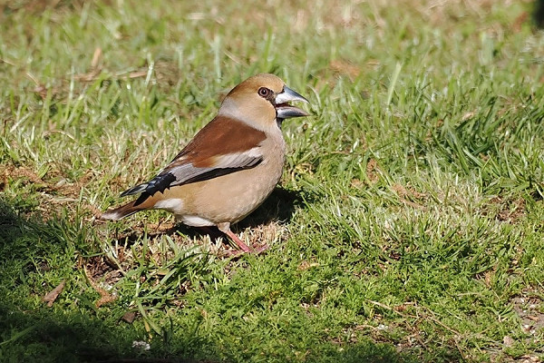 Bird sightings Wednesday, 29 April 2026