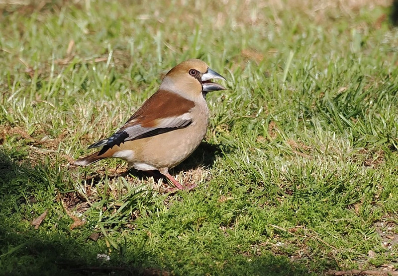 Hawfinch - Neil Hunt.