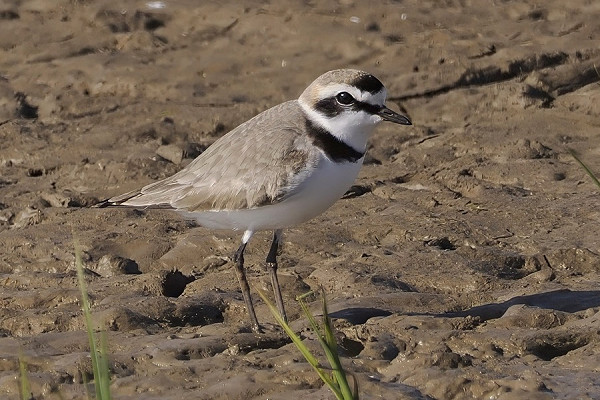 Kentish Plover - Neil Hunt.