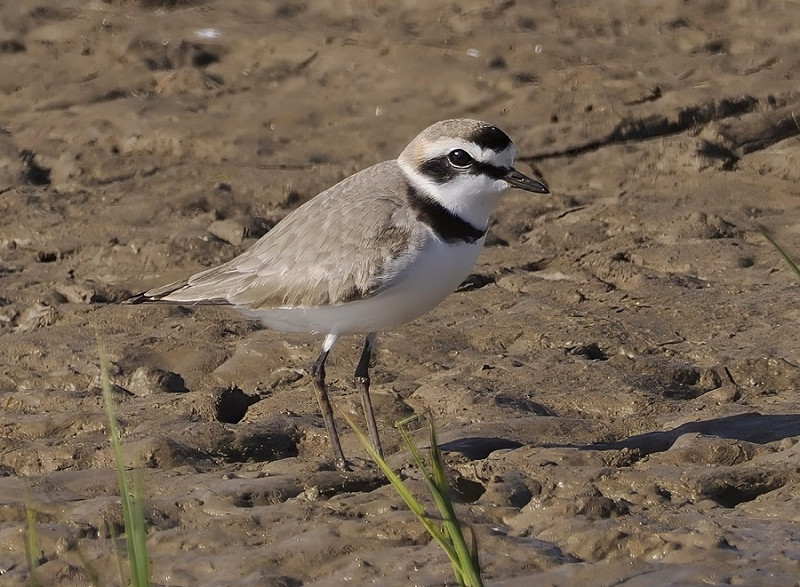 Kentish Plover - Neil Hunt.